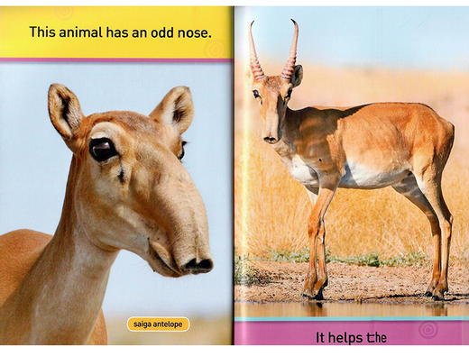 美国国家地理分级读物 奇怪的动物 英文原版 National Geographic Kids pre-Readers Odd Animals 英文版 进口英语书籍 商品图1