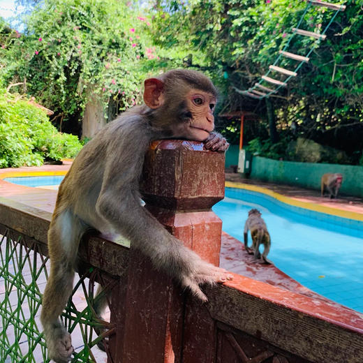 海南三亚·南湾猴岛包车一日游(纯玩2人精致小团+专属司导+一龄接送） 商品图3