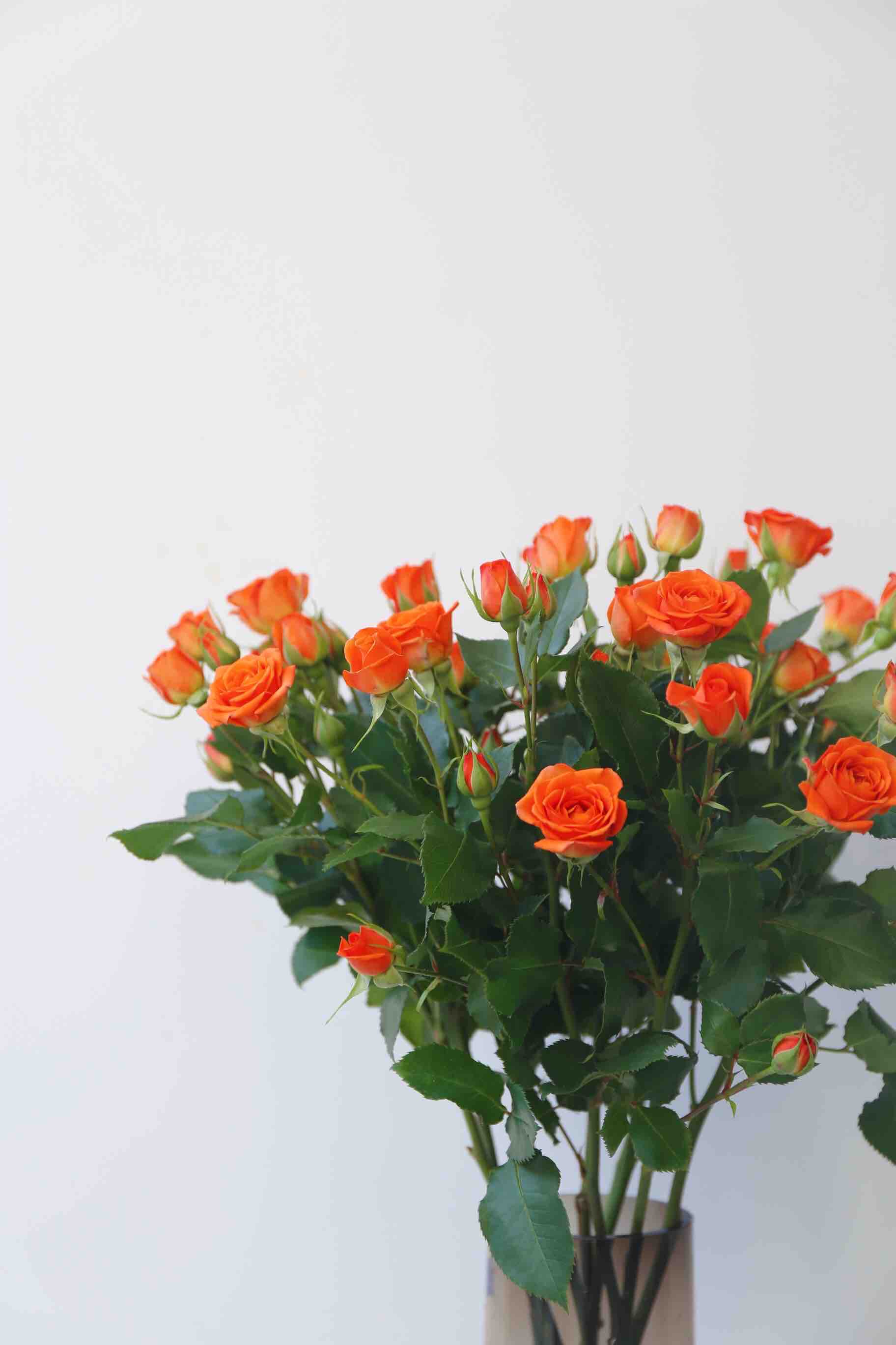 本周花事橙色芭比多头玫瑰橙色5支28元不含花瓶提货时间4月22日4月24