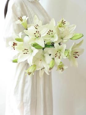 眼线百合【那些说星星亮的人，一定没有看过你的眼睛】简小姐精选 稀有网红新品白色多头亚百 眼线百合 2件包邮 下单72小时发货