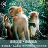 海南三亚·南湾猴岛包车一日游(纯玩2人精致小团+专属司导+一龄接送） 商品缩略图1