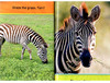 美国国家地理入门级 斑马 英文原版 National Geographic Kids pre-Readers A Zebra's Day 科普百科 英文版进口英语书籍 商品缩略图1