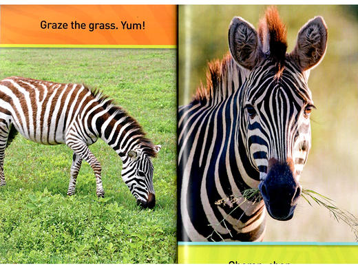 美国国家地理入门级 斑马 英文原版 National Geographic Kids pre-Readers A Zebra's Day 科普百科 英文版进口英语书籍 商品图1
