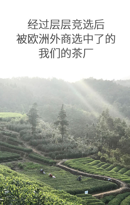 2014年 老白茶饼茶 300克 商品图10