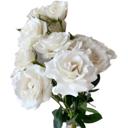 肯尼亚进口花材White majolika白玛卡多头玫瑰花12支 商品图4