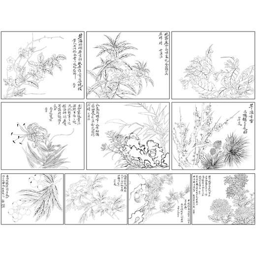 恽寿平没骨工笔花鸟画白描底稿瓯香馆写生小品一套十幅册页尺寸30×37厘米SP90 商品图1