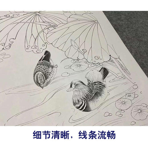 【四条屏】陈军工笔画白描稿荷花桃花临摹勾线花鸟线稿CJ60 商品图4