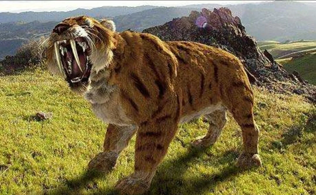 4d电影《剑齿王朝》描述了古生物:剑齿虎,这个跨越几百万年猫科生物