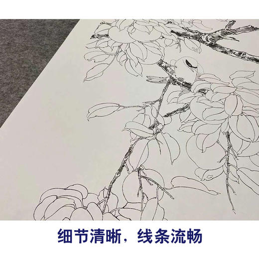 【四条屏】陈军工笔画白描底稿桃花桃枝柿子临摹勾线花鸟线稿CJ66 商品图4