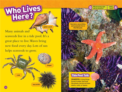 美国国家地理分级阅读读物 潮汐地 英文原版 National Geographic Kids Readers L1 Tide Pools 英文版 进口英语书籍 商品图1