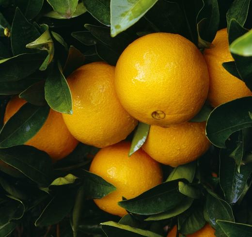 有机赣南脐橙 10斤装 商品图3