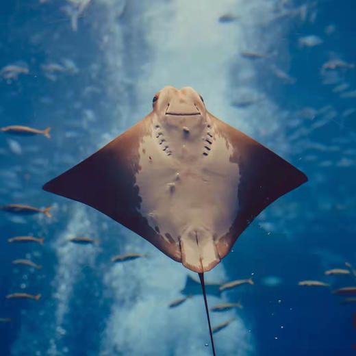 海南三亚·亚特兰蒂斯水世界/水族馆一日游(纯玩2人精致小团+专属司导+一龄接送） 商品图3