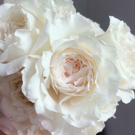 肯尼亚进口玫瑰花 Princess MIYUKI美雪公主 10支 商品图4