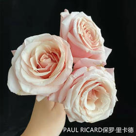 肯尼亚进口花园玫瑰PAUL RICARD保罗·里查德 12支