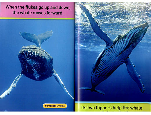 美国国家地理入门级 鲸鱼 英文原版 National Geographic Kids pre-Readers Whales 英语启蒙 科普百科 英文版进口英语书 商品图2