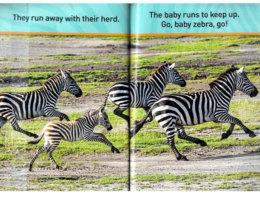 美国国家地理入门级 斑马 英文原版 National Geographic Kids pre-Readers A Zebra's Day 科普百科 英文版进口英语书籍 商品图2