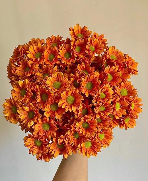 小雏菊合辑【沿着星河轨道，踏遍人间春秋】简小姐精选小雏菊 2件包邮 下单5天发货 商品图10