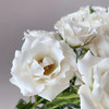 肯尼亚进口花材White majolika白玛卡多头玫瑰花12支 商品缩略图2
