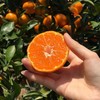 【季节限定】涌泉蜜桔  皮薄肉嫩口口爆汁 商品缩略图0