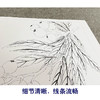 恽寿平没骨工笔花鸟画白描底稿瓯香馆写生小品一套十幅册页尺寸30×37厘米SP90 商品缩略图4