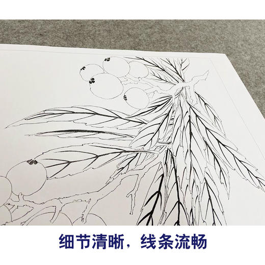 恽寿平没骨工笔花鸟画白描底稿瓯香馆写生小品一套十幅册页尺寸30×37厘米SP90 商品图4
