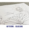 恽寿平没骨工笔花鸟画白描底稿花卉册页小品一套十幅册页尺寸33×50厘米SP93 商品缩略图4