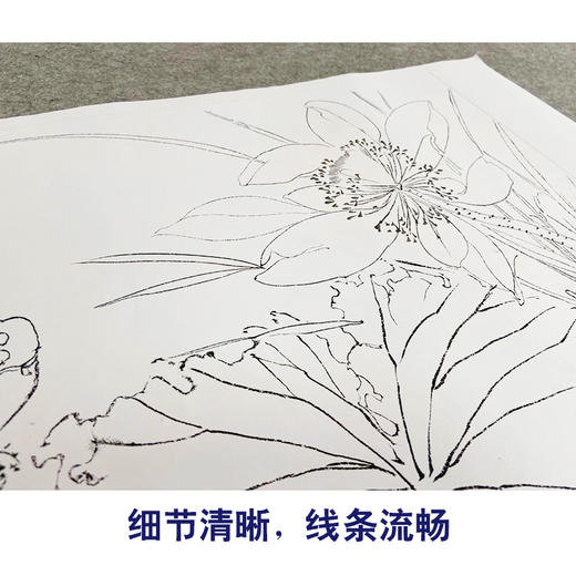 恽寿平没骨工笔花鸟画白描底稿花卉册页小品一套十幅册页尺寸33×50厘米SP93 商品图4