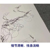 【四条屏】陈军工笔画白描底稿石榴葡萄临摹勾线花鸟线稿CJ67 商品缩略图4