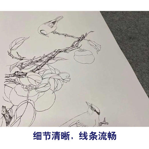 【四条屏】陈军工笔画白描底稿石榴葡萄临摹勾线花鸟线稿CJ67 商品图4