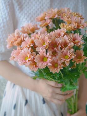 三文鱼小雏菊【智者不入爱河，遇你难做智者】简小姐精选 新品 小雏菊三文鱼1束 2束包邮 下单后5天内发货