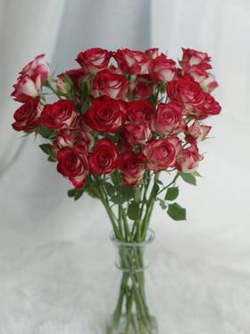 多头狮子座【你的灵魂骄傲又自卑 俗气又高贵】简小姐精选 多情浪漫狮子座多头玫瑰 9+1枝(防花损）2束包邮 48小时发货