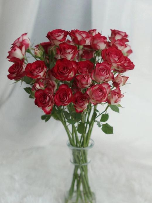 多头狮子座【你的灵魂骄傲又自卑 俗气又高贵】简小姐精选 多情浪漫狮子座多头玫瑰 9+1枝(防花损）2束包邮 48小时发货 商品图0