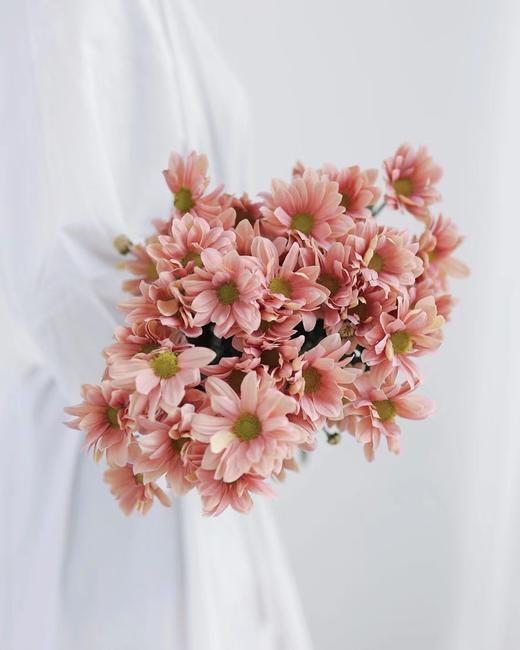 三文鱼小雏菊【智者不入爱河，遇你难做智者】简小姐精选 新品 小雏菊三文鱼1束 2束包邮 下单后5天内发货 商品图9