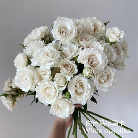 肯尼亚进口花材White majolika白玛卡多头玫瑰花12支