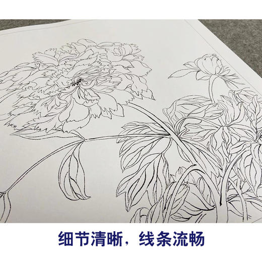 恽寿平没骨工笔花鸟画白描底稿花卉册页小品一套六幅册页尺寸31×40厘米SP95 商品图4