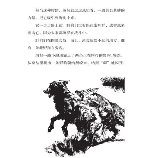 孤岛野犬 椋鸠十动物小说爱藏本】 11-14岁小学生课外阅读书籍插画本推荐书目 商品图3