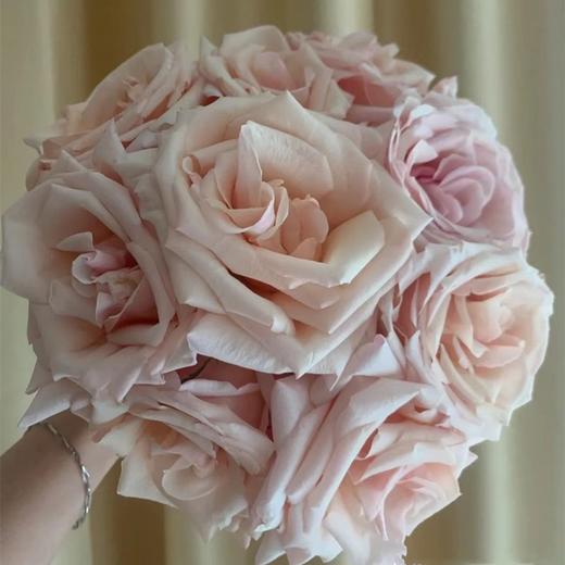 肯尼亚进口花园玫瑰PAUL RICARD保罗·里查德 12支 商品图1