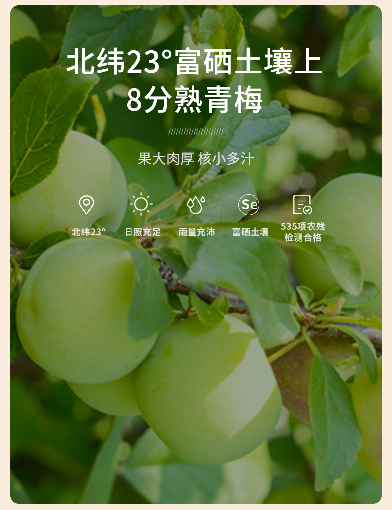 「新春果酒礼盒」梅花乡青梅酒礼盒装低度微醺送酒具浓缩青梅精传统