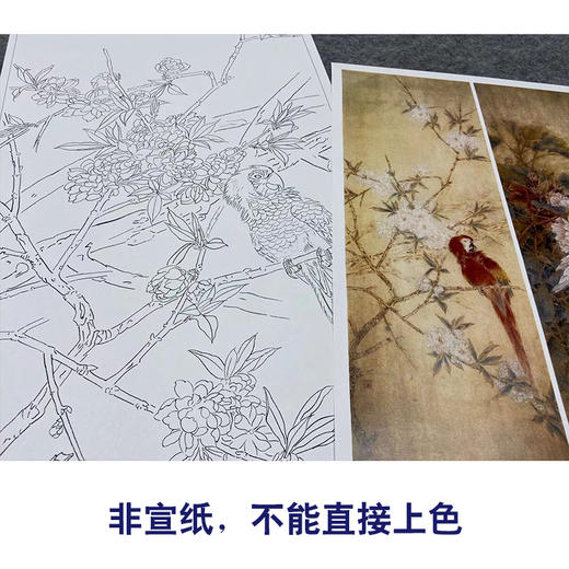 【四条屏】工笔画白描底稿鹦鹉临摹勾线花鸟线稿TP03 商品图2