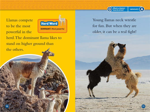 美国国家地理分级阅读读物 羊驼 英文原版 National Geographic Kids Readers L1 Llamas 动物科普百科 英文版 进口书 商品图2