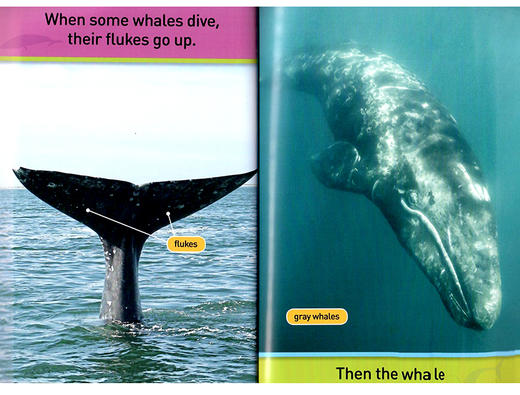 美国国家地理入门级 鲸鱼 英文原版 National Geographic Kids pre-Readers Whales 英语启蒙 科普百科 英文版进口英语书 商品图1