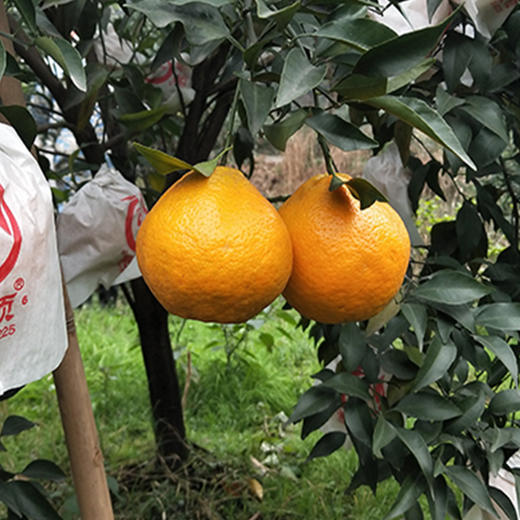 【四川.春见耙耙柑】当季鲜果，轻松易剥皮，果肉脆嫩，香甜多汁，细腻化渣，简单好吃，营养美味~ 商品图7