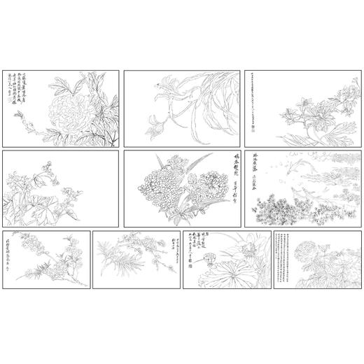 恽寿平没骨工笔花鸟画白描底稿花卉册页小品一套十幅册页尺寸33×50厘米SP93 商品图1