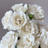 肯尼亚进口花材White majolika白玛卡多头玫瑰花12支 商品缩略图3