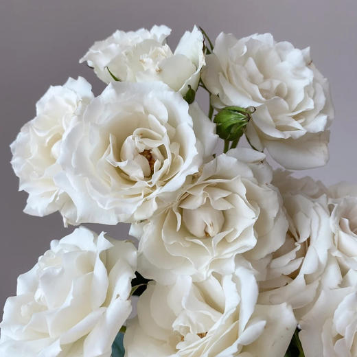 肯尼亚进口花材White majolika白玛卡多头玫瑰花12支 商品图3