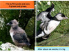 美国国家地理分级读物 海雀 英文原版 National Geographic Kids pre-Readers Puffins 科普百科 英文版 进口英语书籍 商品缩略图2