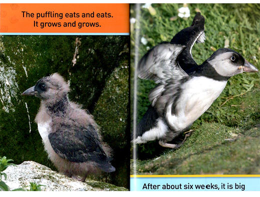 美国国家地理分级读物 海雀 英文原版 National Geographic Kids pre-Readers Puffins 科普百科 英文版 进口英语书籍 商品图2