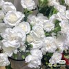 花农 多头康乃馨挑色各色都有，点击进入 商品缩略图2