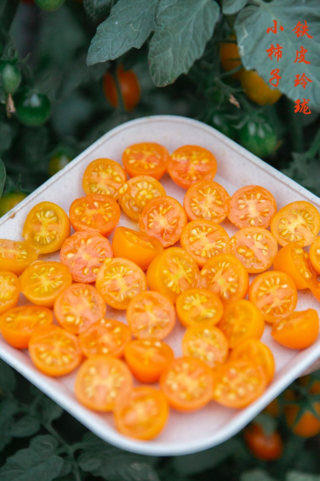 铁皮玲珑小柿子 3斤/4斤