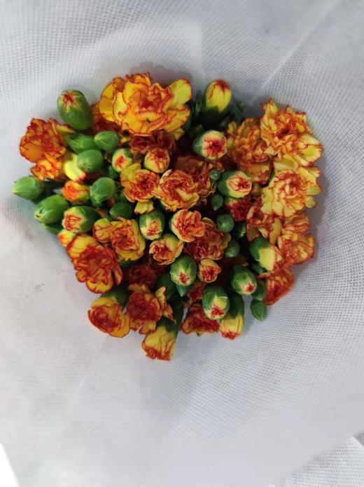 花农 多头康乃馨挑色各色都有，点击进入 商品图6